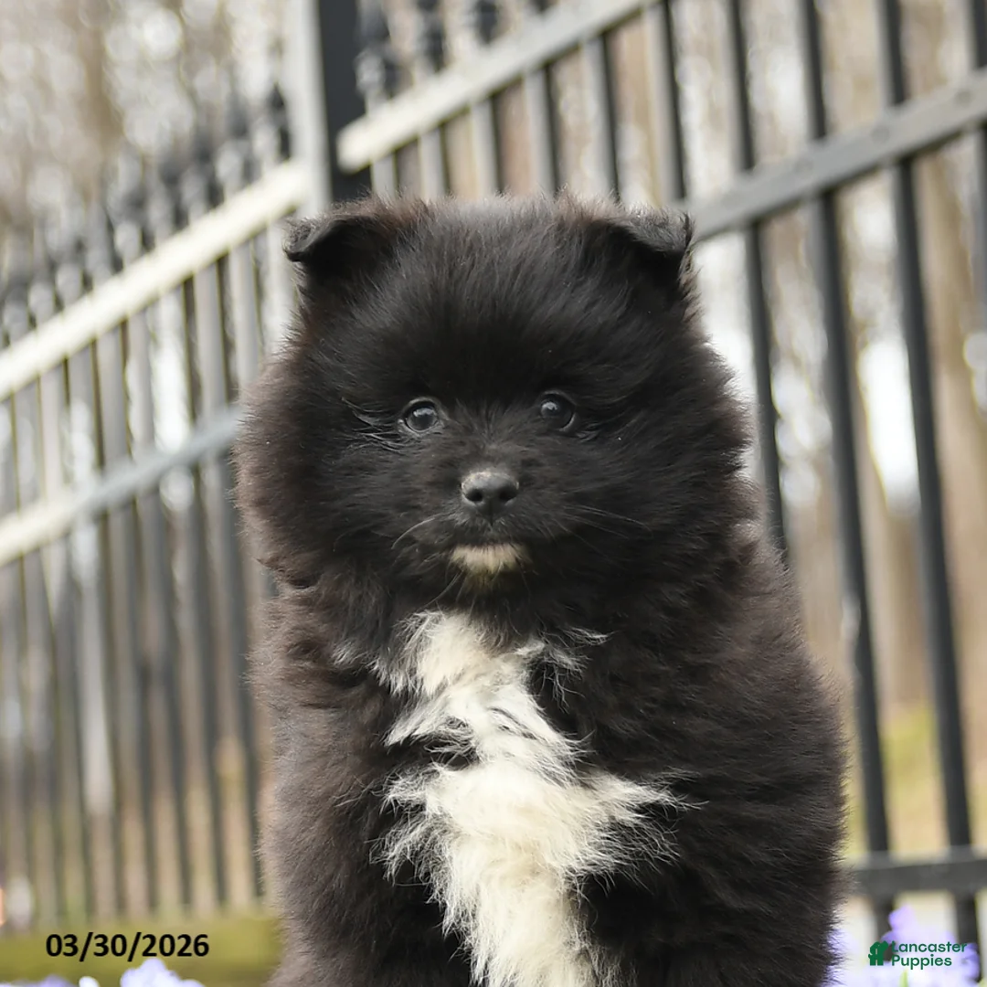 Pomeranian dogs for sale: Bubbles - Ad 2
