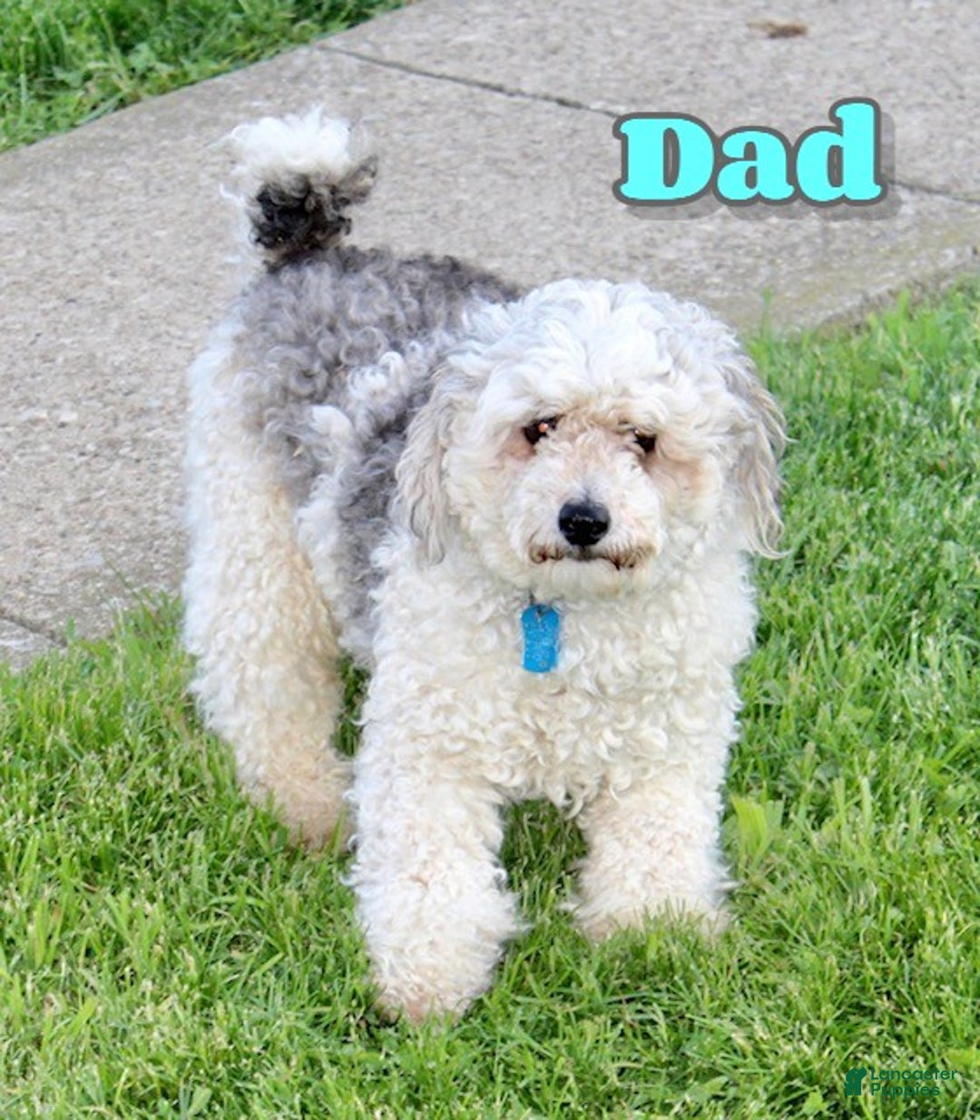 Cavapoo dogs for sale: Sarah - Ad 8