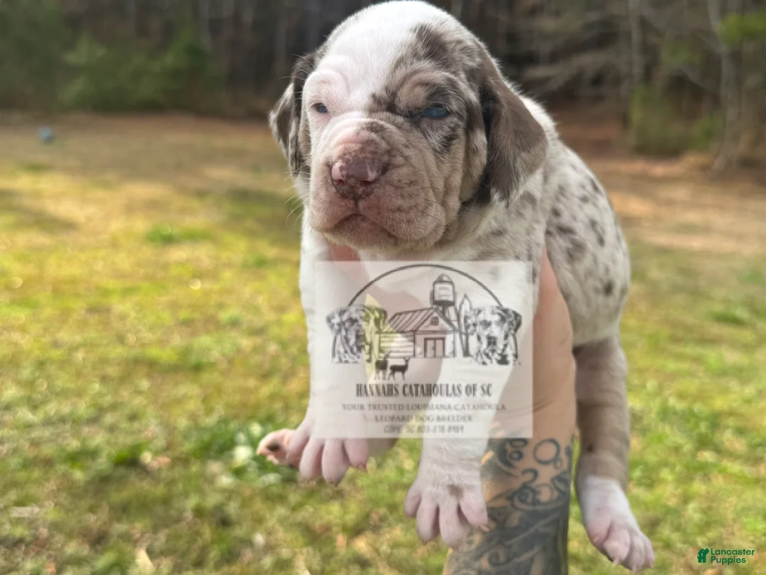Catahoula Leopard Dog dogs for sale: Girl 2 - Ad 3