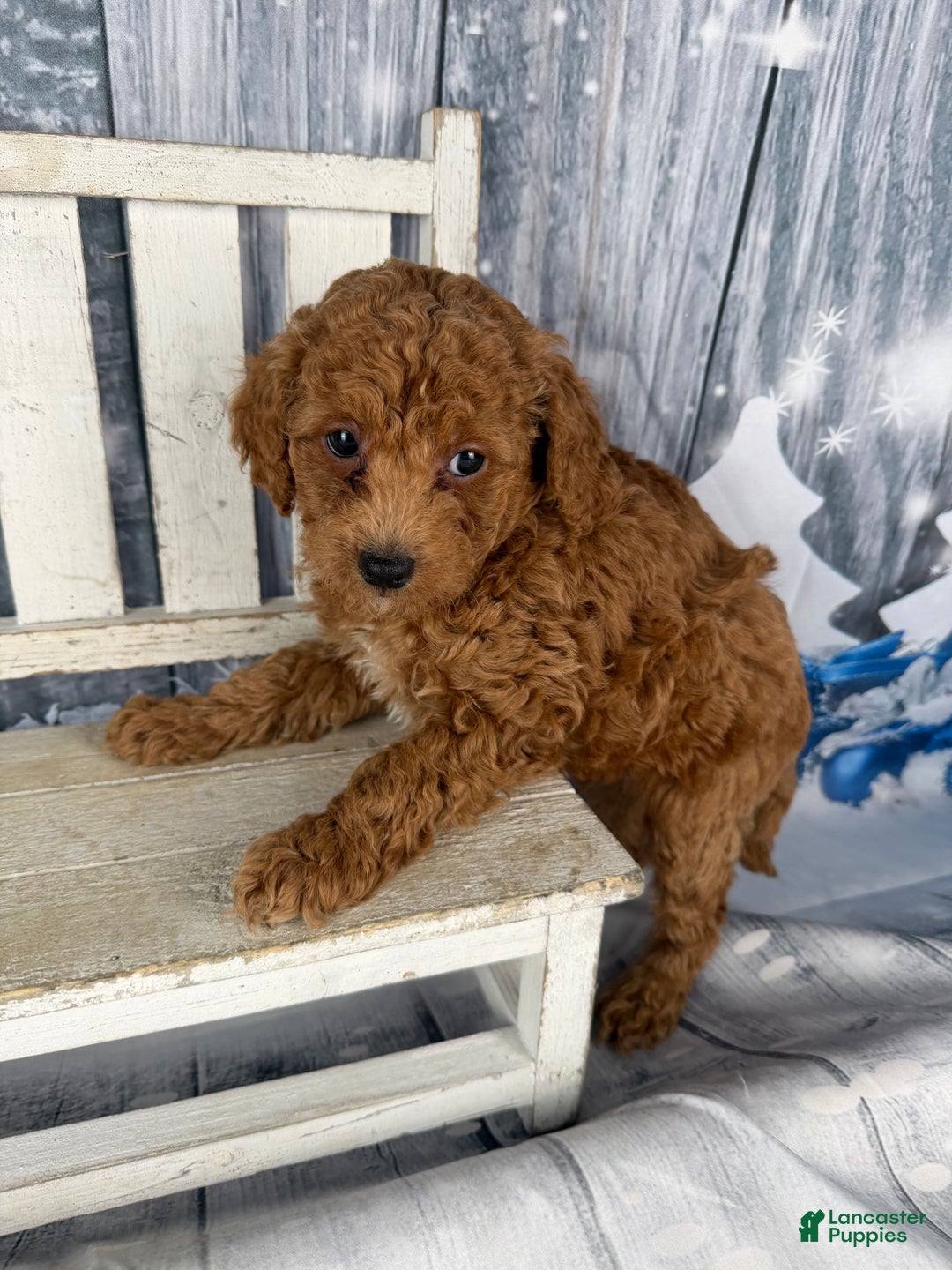 Cavapoo dogs for sale: Red - Ad 5
