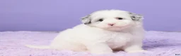 Mini Sheepadoodle dogs for sale: Sasha - Ad 3
