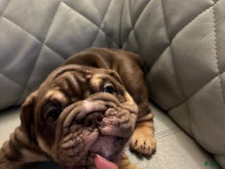 English Bulldog dogs English Bulldog Puppy 3 - Ad 4