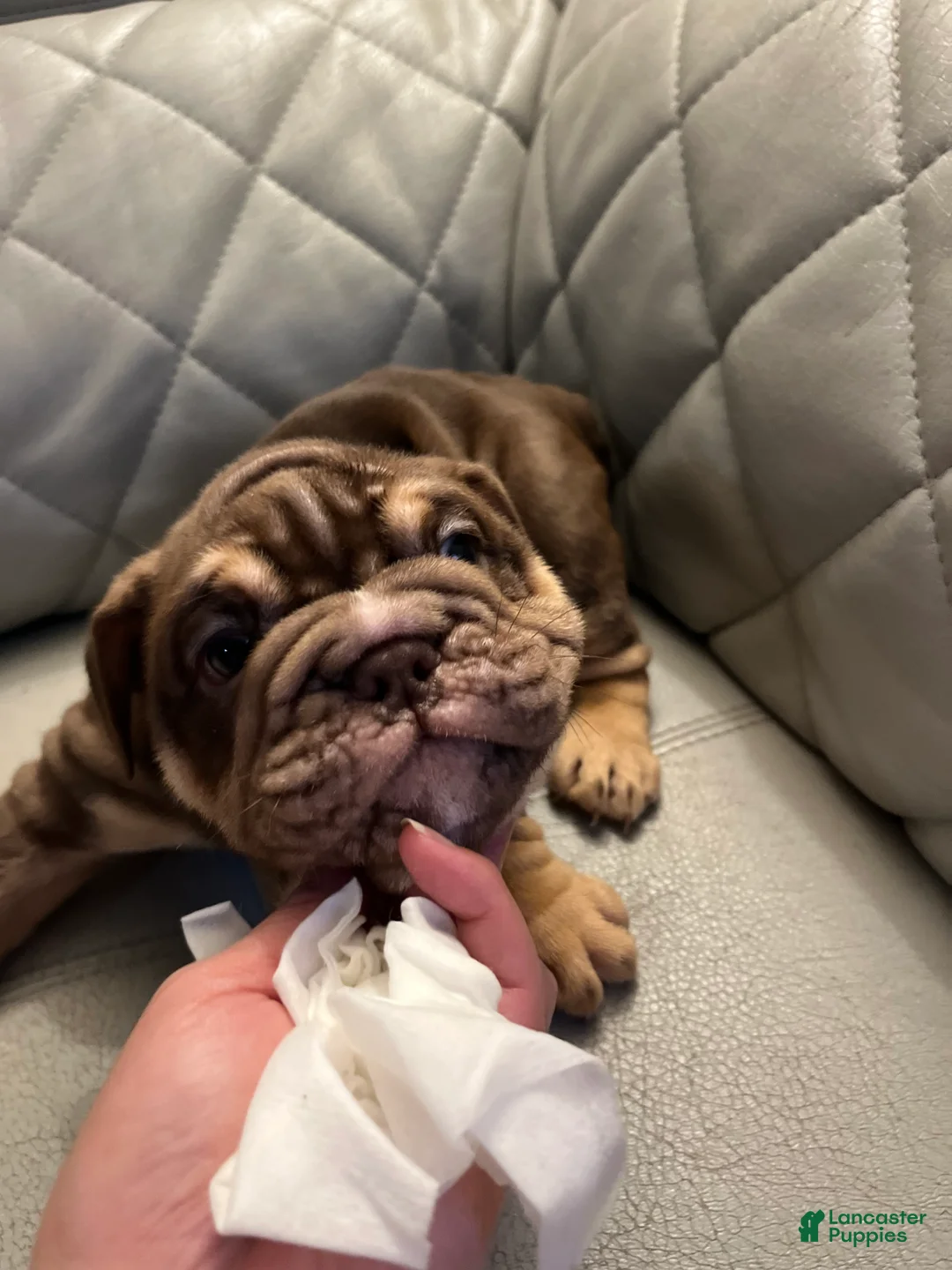 English Bulldog dogs for sale: English Bulldog Puppy 3 - Ad 1