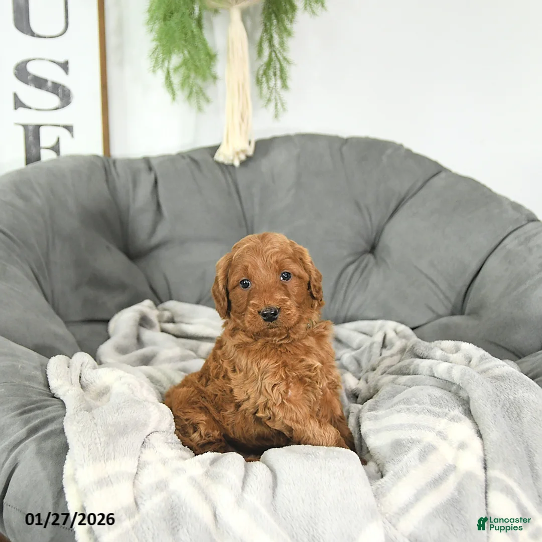 Mini Goldendoodle dogs for sale: Romeo - Ad 3