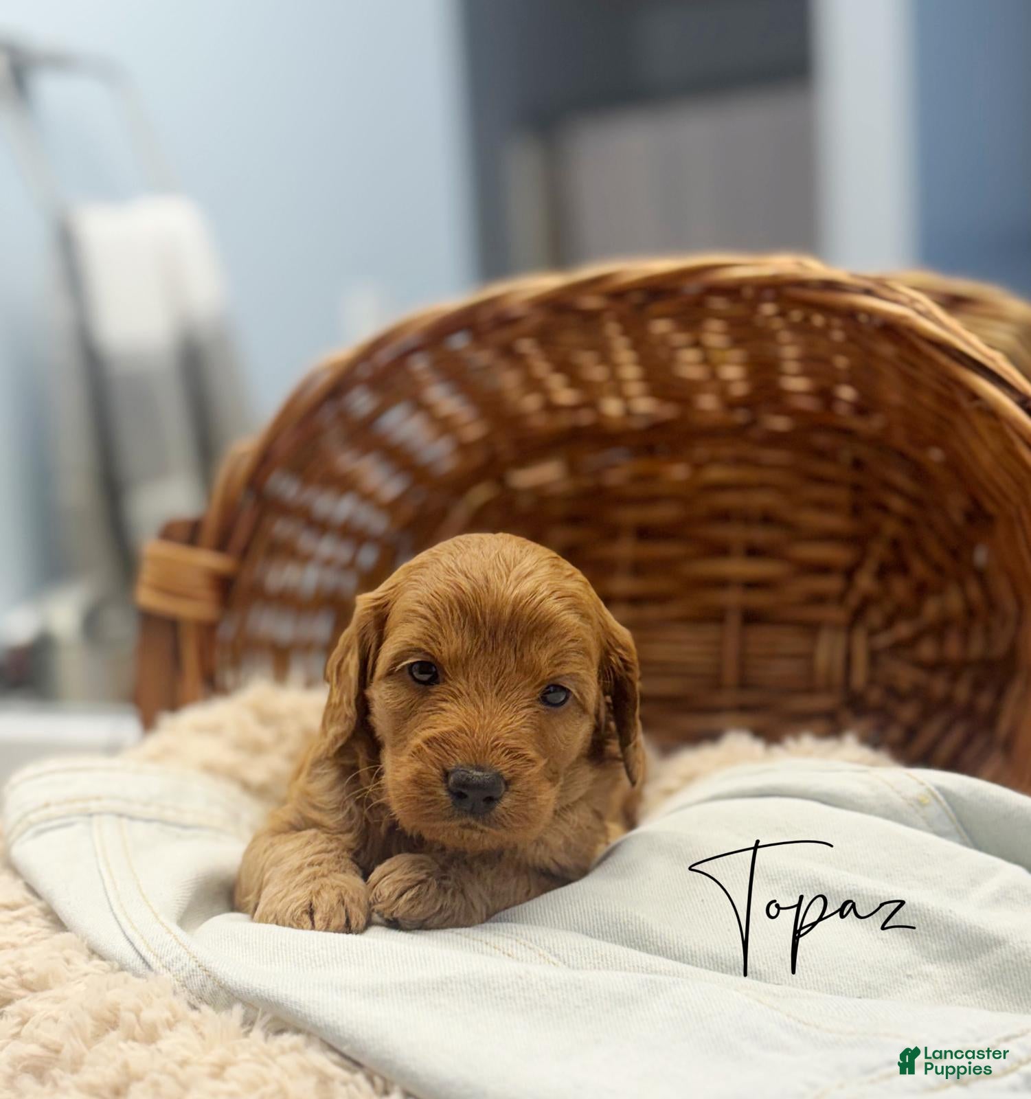 Mini Goldendoodle dogs Topaz - Ad 1