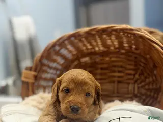 Mini Goldendoodle dogs for sale: Topaz - Ad 2