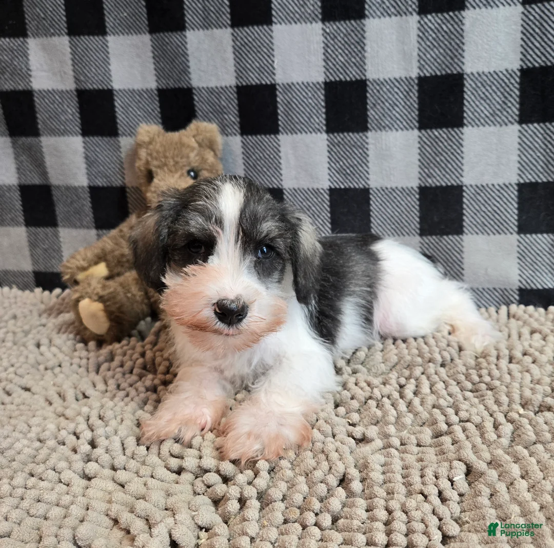 Miniature Schnauzer dogs for sale: Scoobie - Ad 4