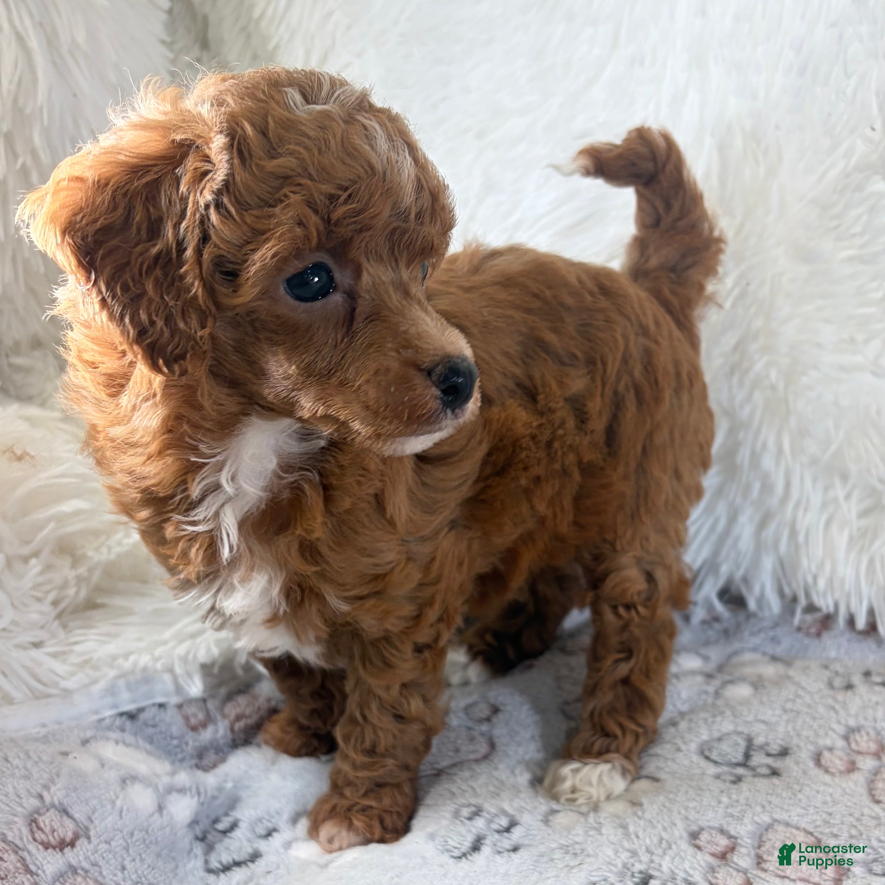 Toy Poodle dogs Xander - Ad 9