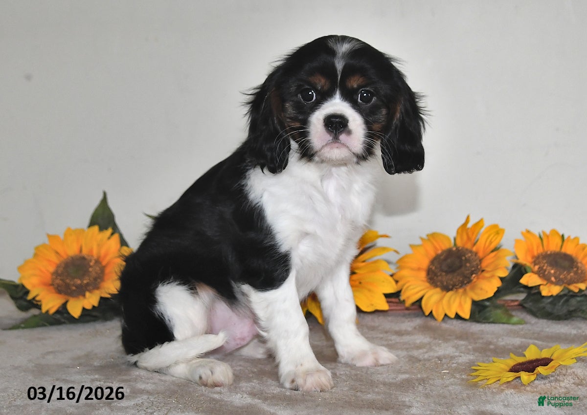 Cavalier King Charles Spaniel dogs Charlie - Ad 2
