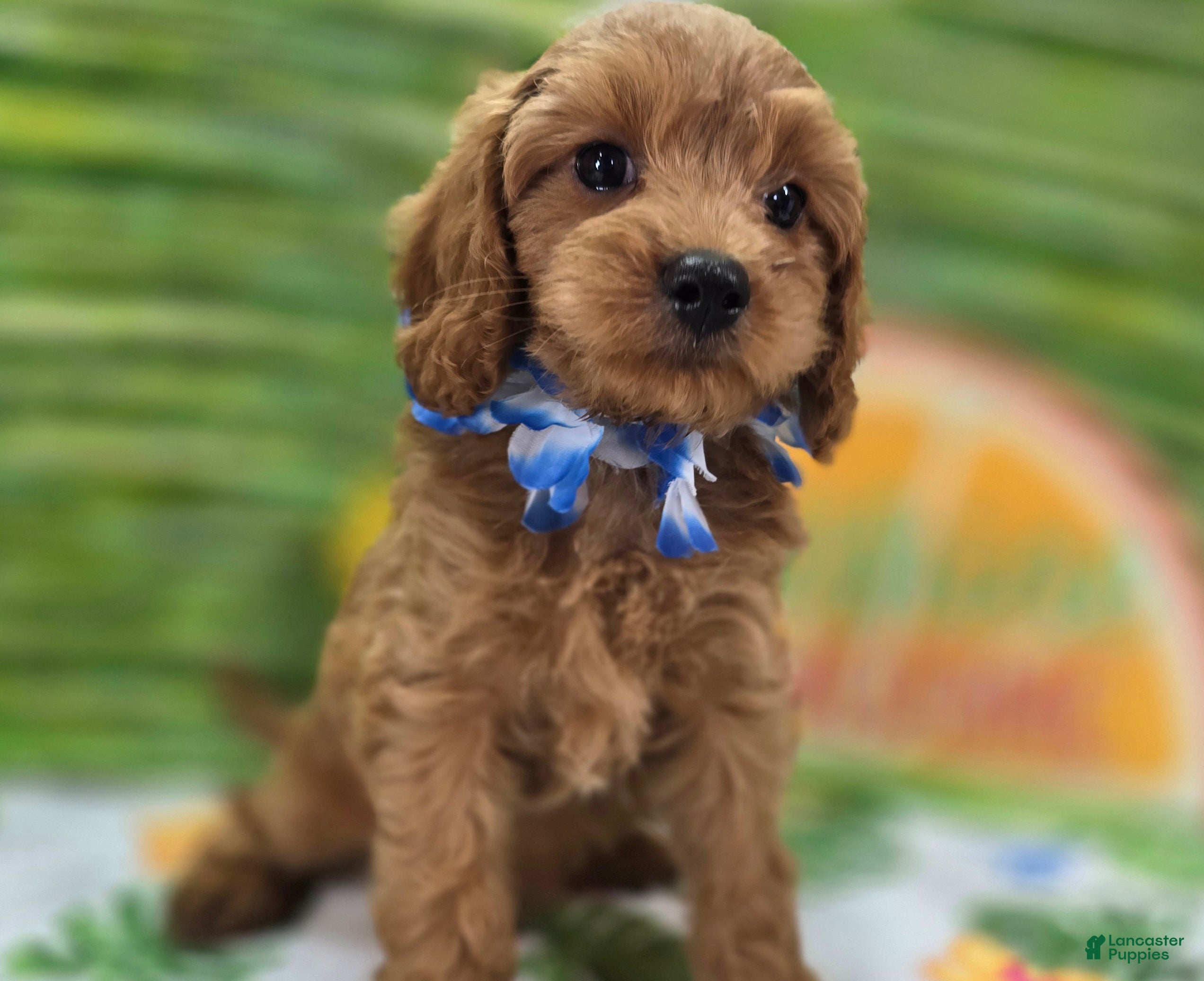 Cavapoo dogs Grub - Ad 34