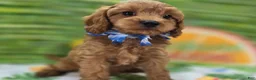 Cavapoo dogs for sale: Grub - Ad 6