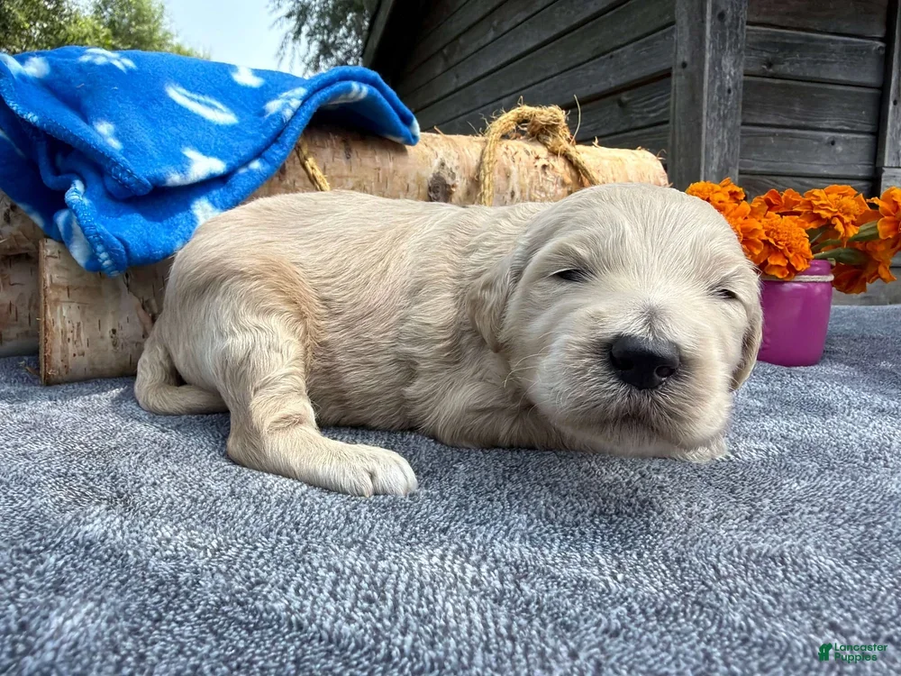 Mixed Breed dogs Chip (Boy) - Ad 2