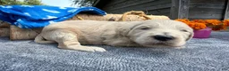 Mixed Breed dogs for sale: Chip (Boy) - Ad 2