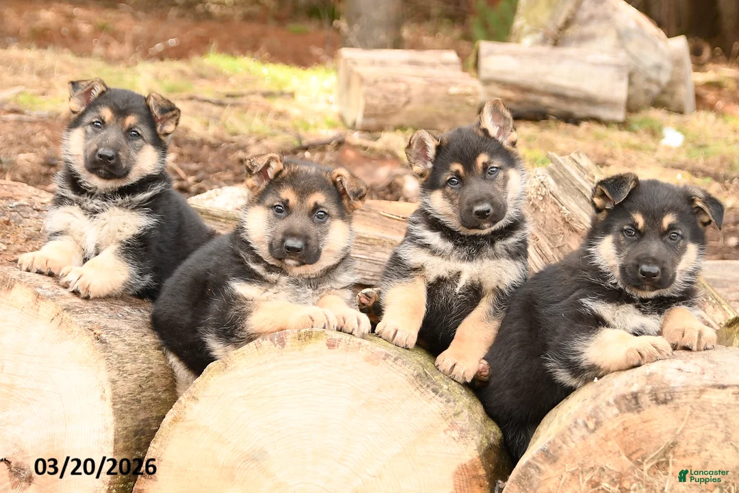 German Shepherd dogs for sale: Hunter - Ad 3