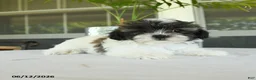 Teddy Bear dogs for sale: Karin - Ad 3