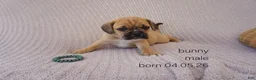 Puggle dogs for sale: Bunny - Ad 2