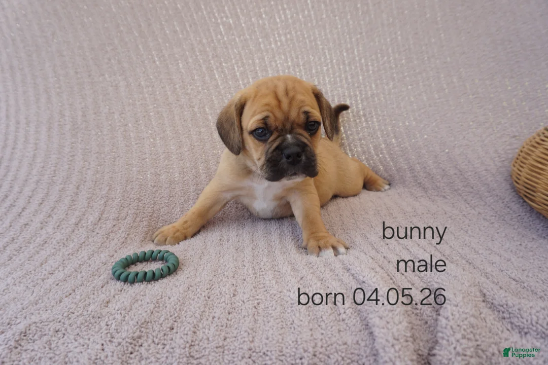 Puggle dogs for sale: Bunny - Ad 2