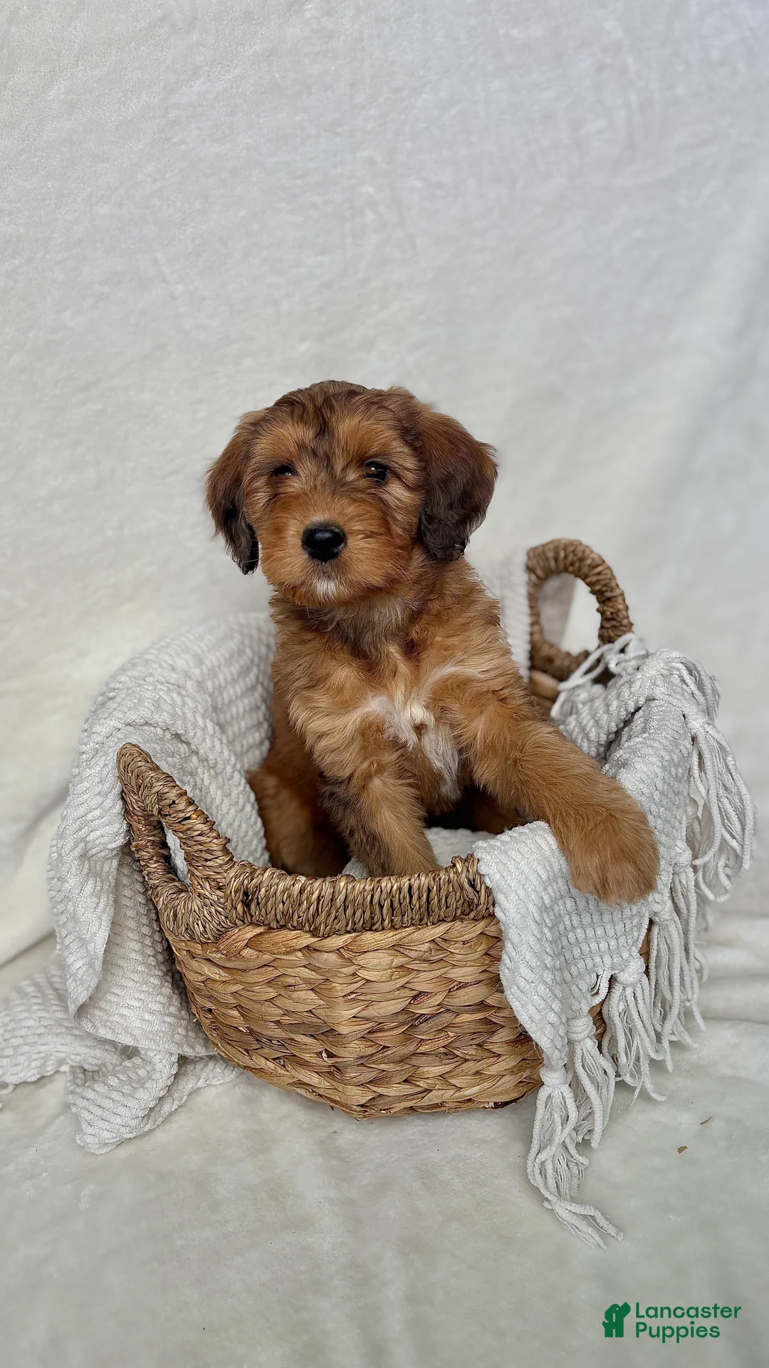 Bernedoodle dogs for sale: Bruno - Ad 6