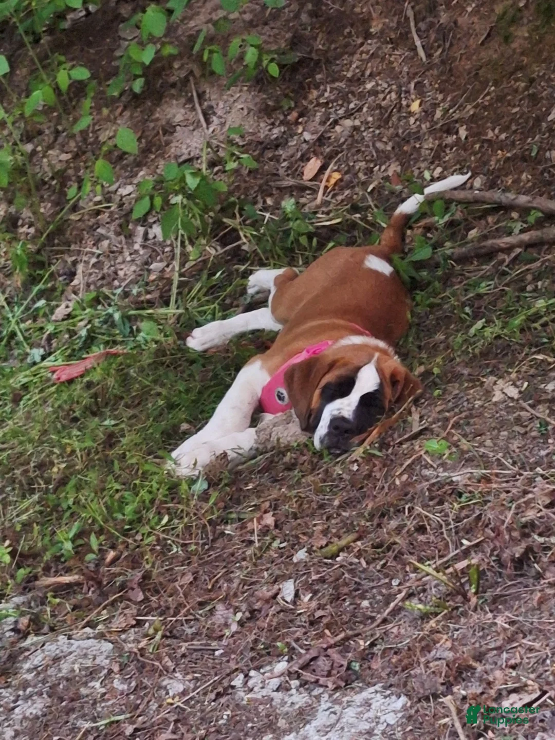 Saint Bernard dogs for sale: Saint Bernard 1 - Ad 2
