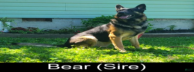 Bear Von Steindorf