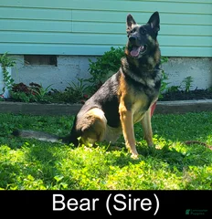 Bear Von Steindorf