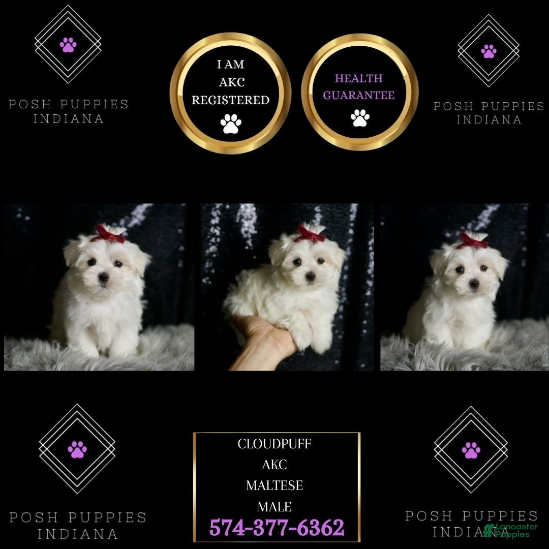 Maltese dogs Cloudpuff - Ad 2
