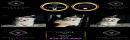 Maltese dogs for sale: Cloudpuff - Ad 2