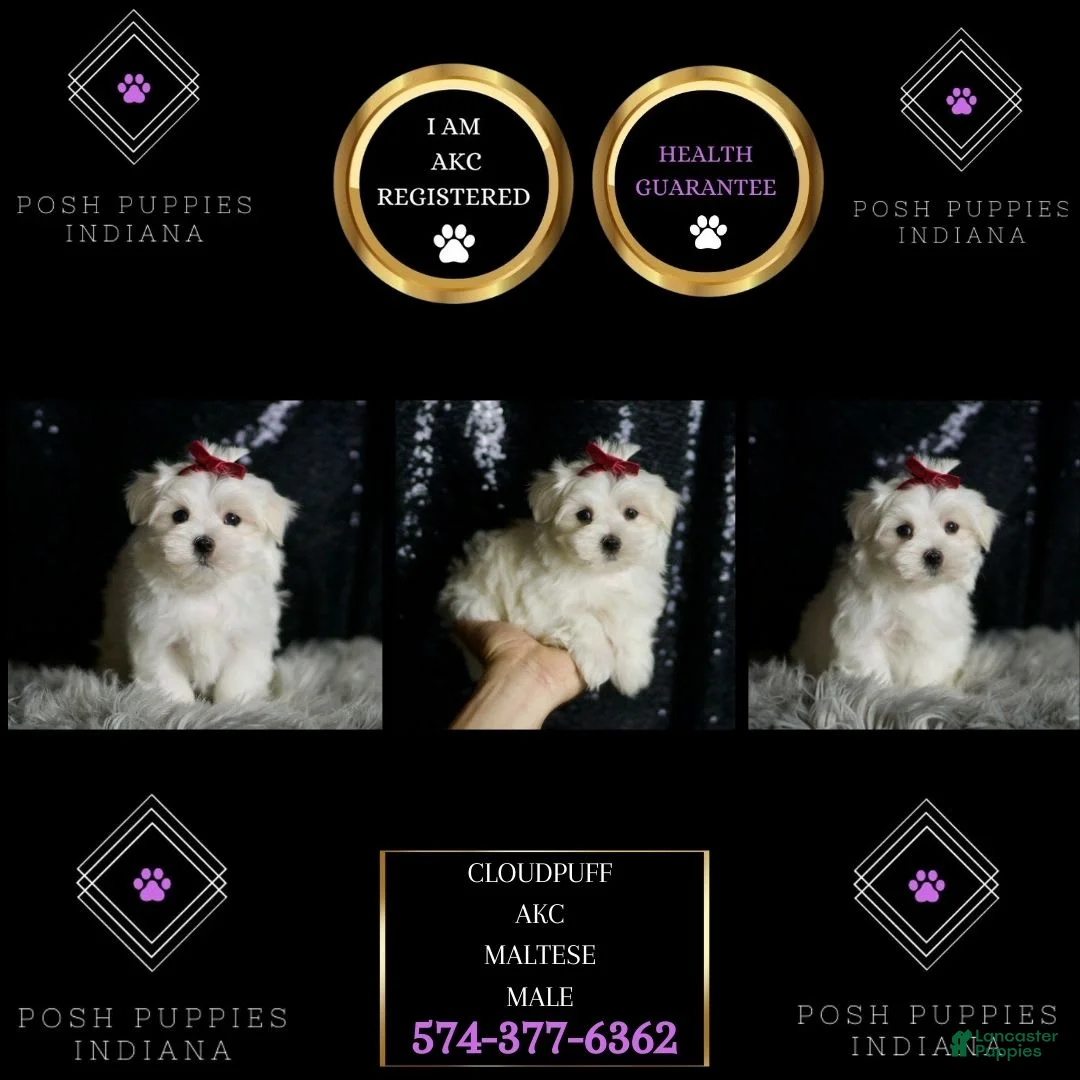 Maltese dogs for sale: Cloudpuff - Ad 2