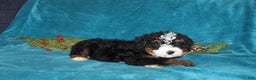 Mini Bernedoodle dogs for sale: Rusty - Ad 3