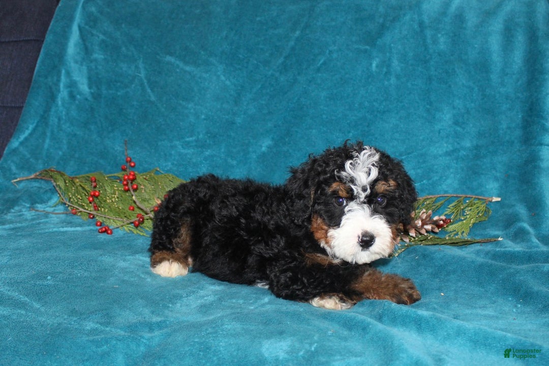 Mini Bernedoodle dogs for sale: Rusty - Ad 3