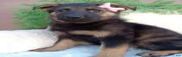 German Shepherd dogs for sale: Chloe  - Ad 4