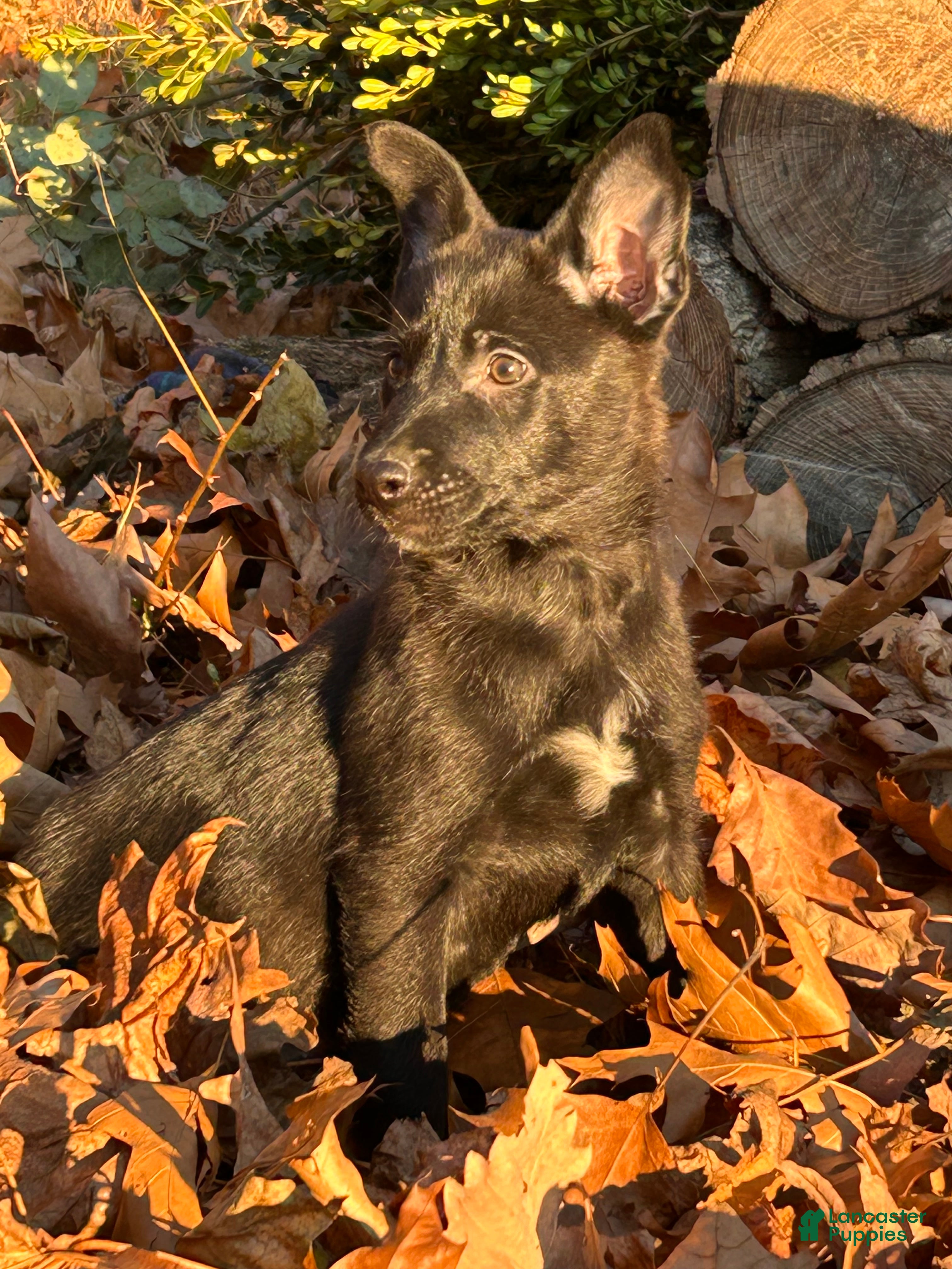 Belgian Malinois dogs Harley - Ad 2