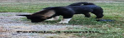 Akita dogs for sale: Akita 2 - Ad 4