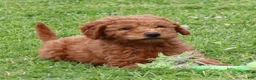 Mini Goldendoodle dogs for sale: Bonita - Ad 1