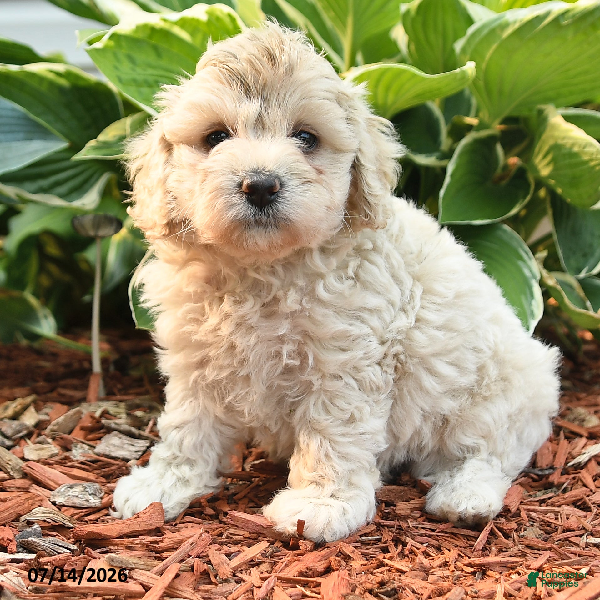 Cockapoo dogs Norm - Ad 2