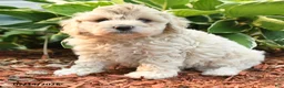 Cockapoo dogs for sale: Norm - Ad 2
