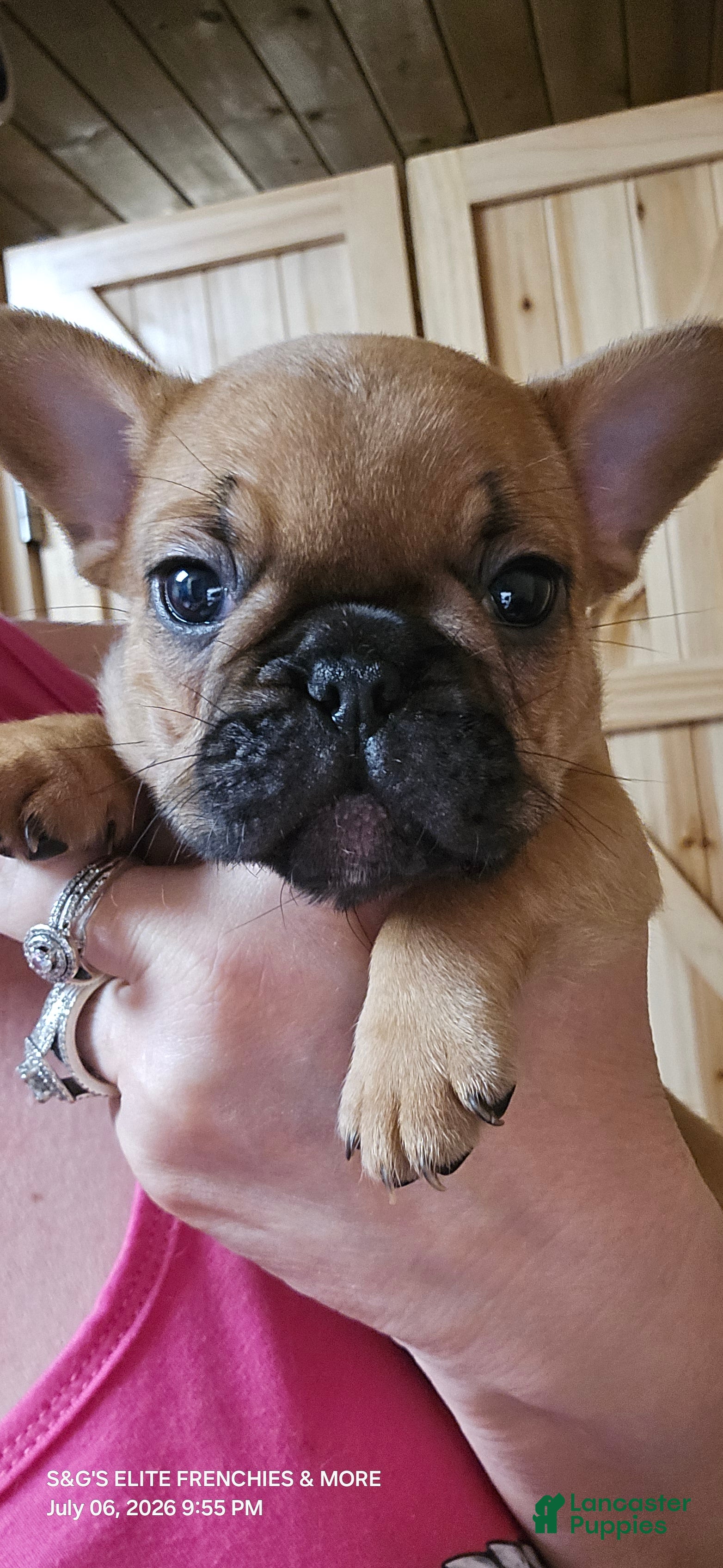 French Bulldog dogs Fire - Ad 18