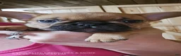 French Bulldog dogs for sale: Fire - Ad 1