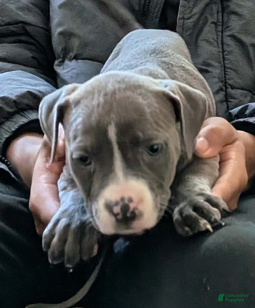 American Bully dogs for sale: American Bully Puppy 7 - Ad 1