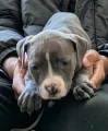 American Bully Puppy 7