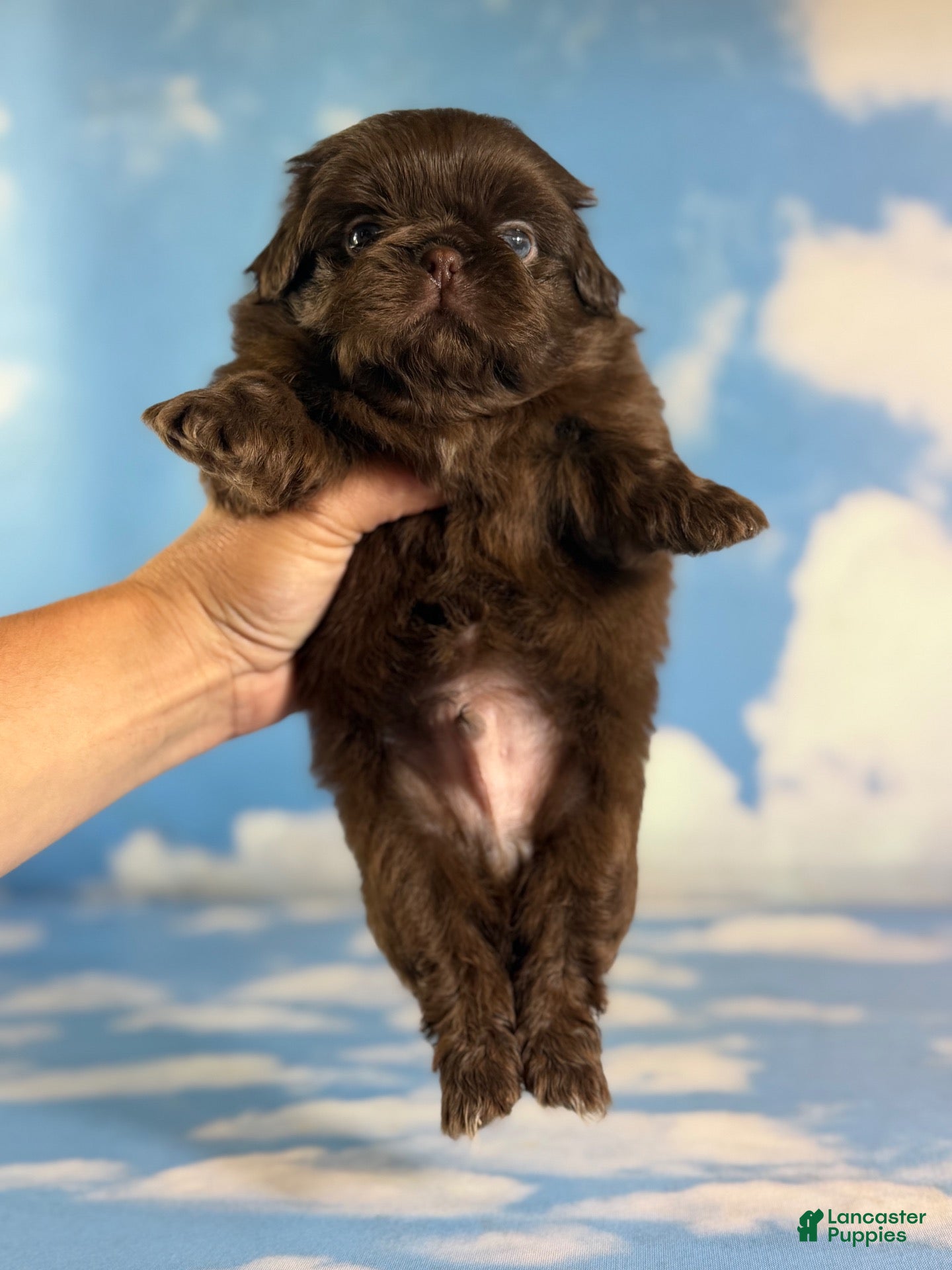 Pekingese dogs AKC Joco Chocolate DNA OFA  - Ad 2