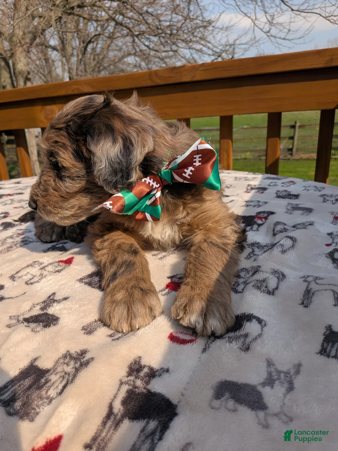 Bordoodle dogs for sale: Bordoodle Puppy 5 - Ad 2