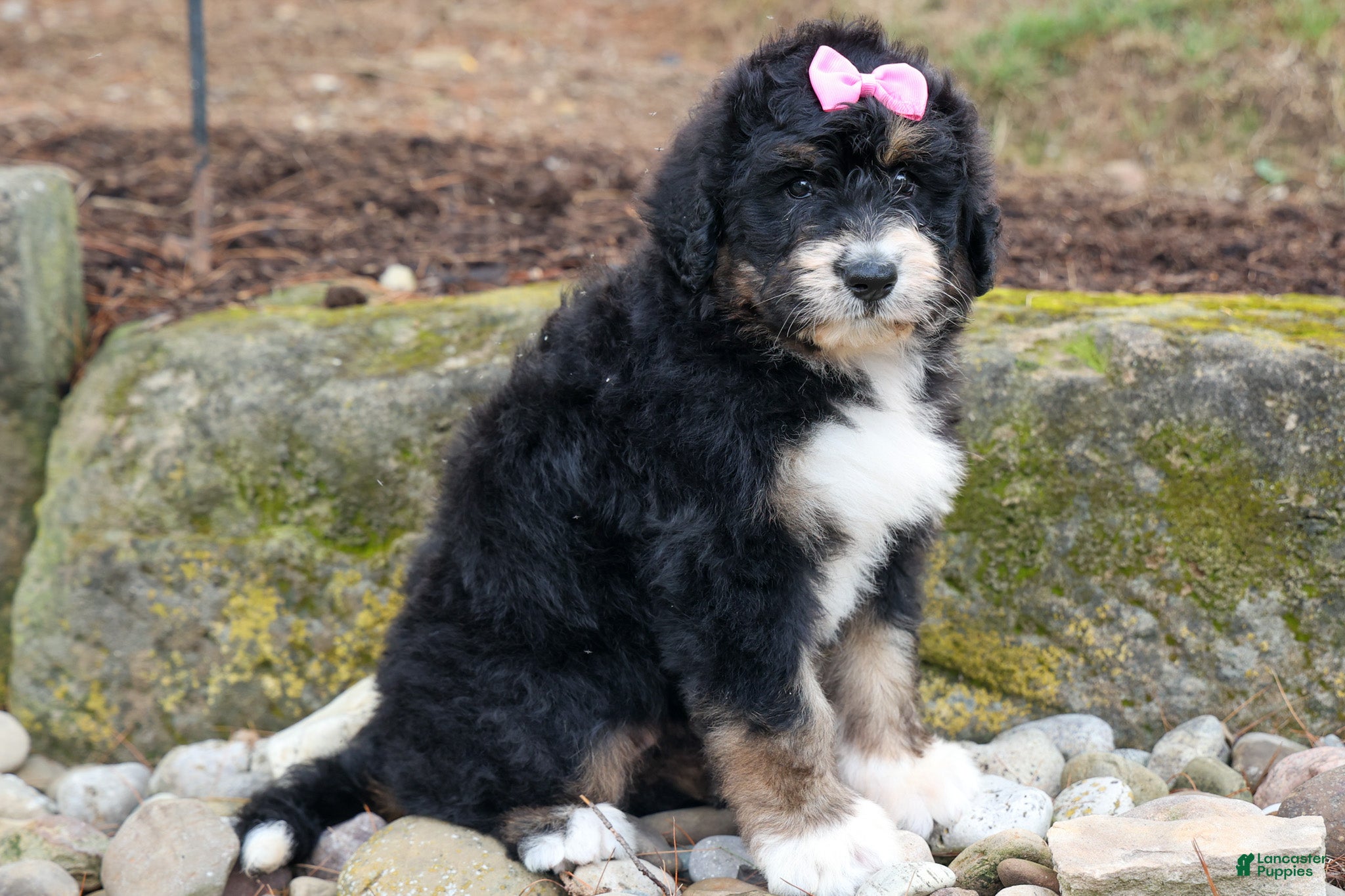 Bernedoodle dogs  Daisy🩷  - Ad 1