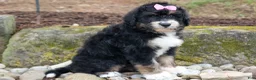 Bernedoodle dogs for sale:  Daisy🩷  - Ad 1