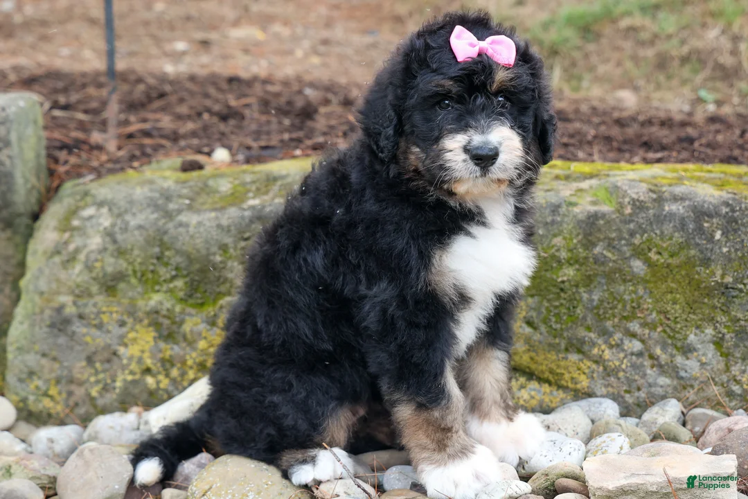 Bernedoodle dogs for sale:  Daisy🩷  - Ad 1