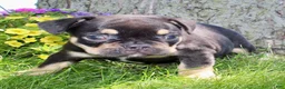 French Bulldog dogs for sale: Joey - Ad 4