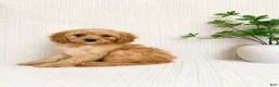Cavapoo dogs for sale: Milo - Ad 1