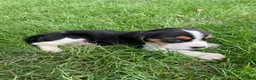 Beaglier dogs for sale: Adam - Ad 7