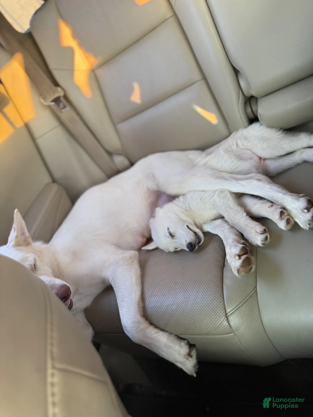 Siberian Husky dogs for sale: Siberian Husky Puppy 2 - Ad 2