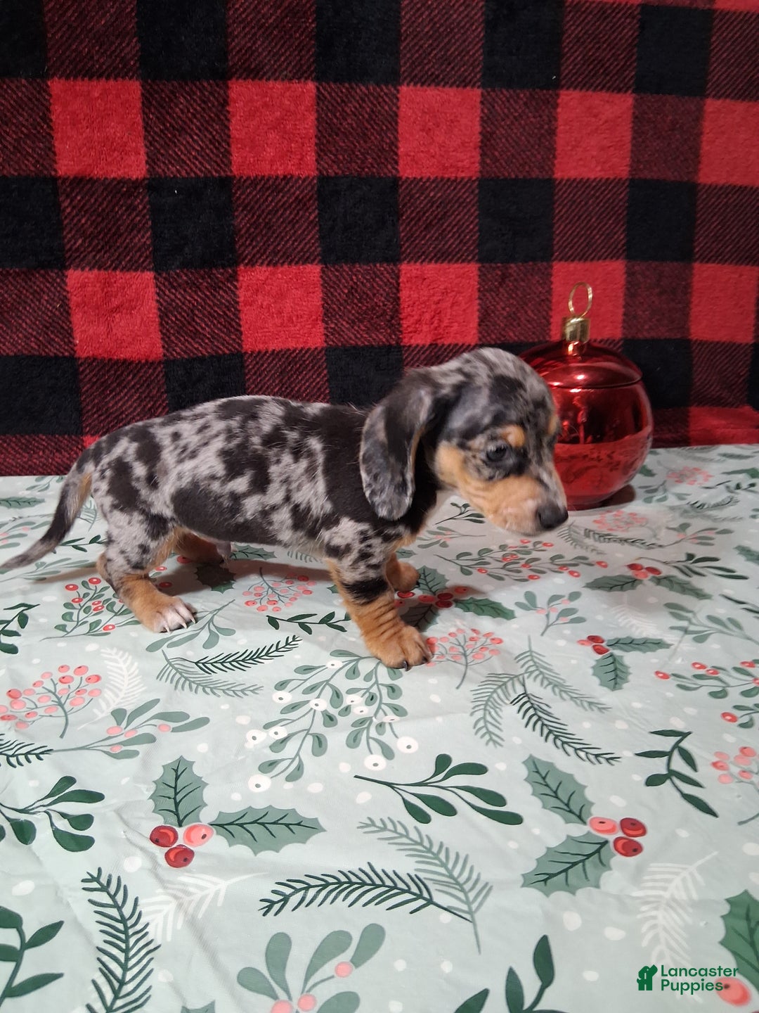 Miniature Dachshund dogs for sale: Skittles - Ad 5